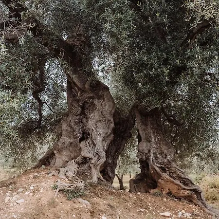Masseria Casamassima *